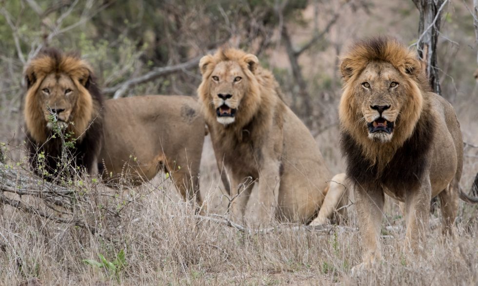 male lions bush field with blurred background